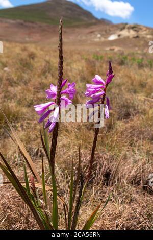 Watsonia lepida nel Golden Gate Highlands National Park, Freestate, Sud Africa Foto Stock