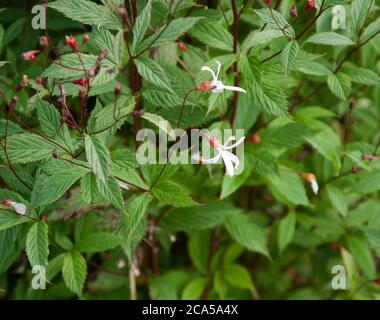 Trifoliata Gillenia Foto Stock