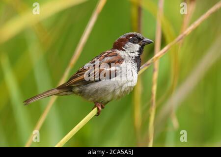 Primo piano di un passerotto di casa maschile (passer domesticus) appollaiato su un ramo Foto Stock