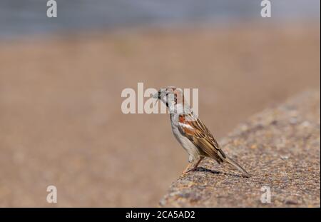 Primo piano di un passerotto di casa maschile (passer domesticus) appollaiato su un marciapiede con un boccaglio di insetti Foto Stock