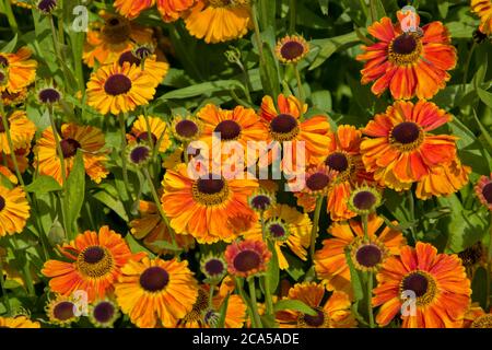 Helenium 'Waltraut' Foto Stock
