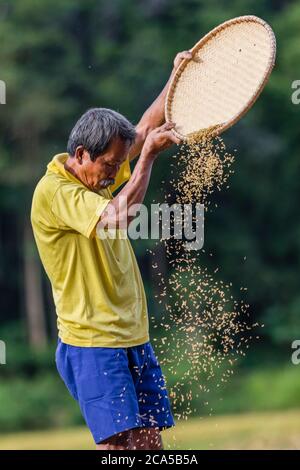 Indonesia, Sulawesi, Tana Toraja, vicino a Rantepao, uomo che vagliano riso raccolto Foto Stock