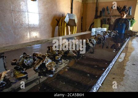 Francia, Herault, Loupian, laguna di Thau, ostriche da Bouzigues, coltivatore di ostriche Mathieu Rouzieres Foto Stock