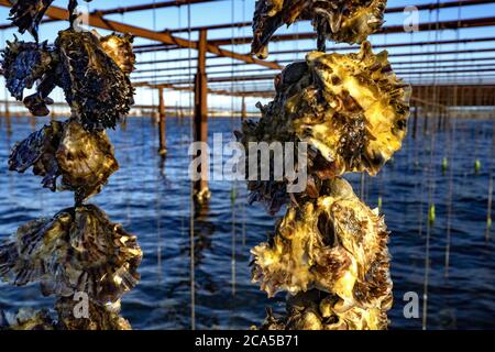 Francia, Herault, Loupian, laguna di Thau, ostriche da Bouzigues, coltivatore di ostriche Mathieu Rouzieres Foto Stock