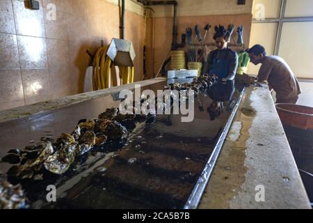 Francia, Herault, Loupian, laguna di Thau, ostriche da Bouzigues, coltivatore di ostriche Mathieu Rouzieres Foto Stock