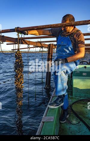 Francia, Herault, Loupian, laguna di Thau, ostriche da Bouzigues, coltivatore di ostriche Mathieu Rouzieres Foto Stock