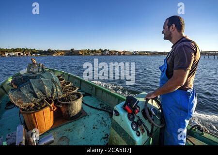 Francia, Herault, Loupian, laguna di Thau, ostriche da Bouzigues, coltivatore di ostriche Mathieu Rouzieres Foto Stock