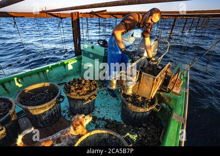 Francia, Herault, Loupian, laguna di Thau, ostriche da Bouzigues, coltivatore di ostriche Mathieu Rouzieres Foto Stock