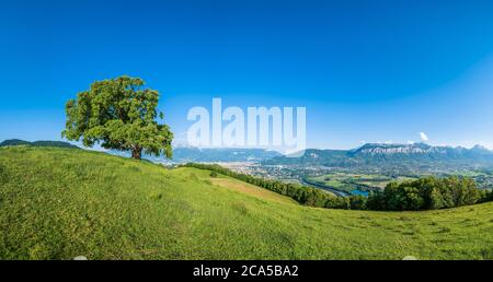 Francia, Isere, dintorni di Grenoble, Venon, quercia centenaria conosciuta come Pressembolis quercia, che domina Grenoble e la valle del Gresivaudan, etichettato Remar Foto Stock