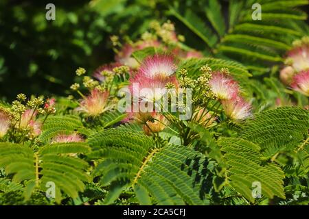 Primo piano di bellissimi fiori rosa e bianchi soffici dell'albero di seta, Albizia julibrissin. Foto Stock