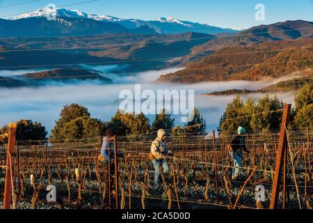 Francia, Aude (11), Antugnac, vigneto, vigneto paesaggio in inverno, potatura della vite Foto Stock