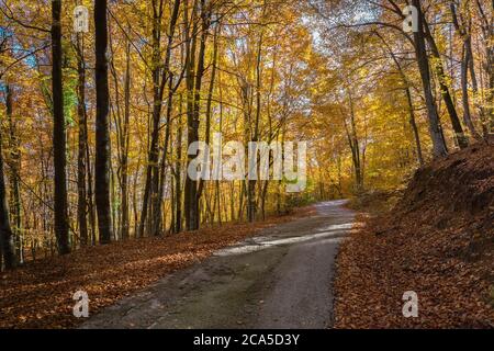 Vista di una strada attraverso una faggeta nel mezzo dell'autunno, Collsacabra, Tavertet, Catalogna, Spagna Foto Stock