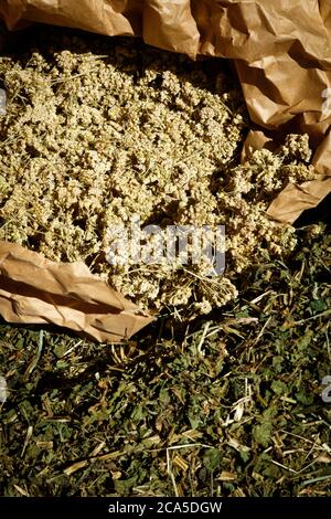 Francia, Gard (30), Roquemaure, cantina Carabiniers, preparazione di prodotti naturali per il trattamento delle viti Foto Stock