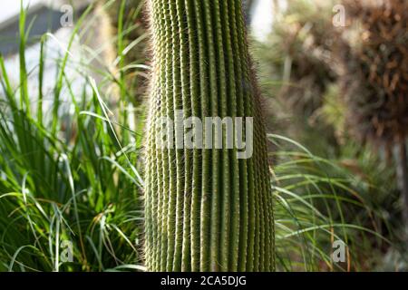 Parte di stelo di cactus con spine. Foto Stock