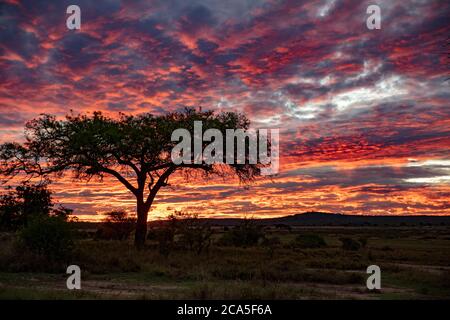 Tanzania, Randilen, WMA (Wildlife Management Area) all'alba Foto Stock