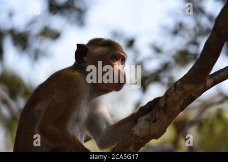 Un macaco di un solo toque (Macaca sinica) che riposa nell'ombra accatacciata su un ramo al Parco Nazionale di Wilpattu in Sri Lanka. Foto Stock