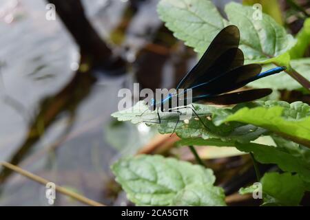 alettoni flessibili demoiselle maschio Foto Stock