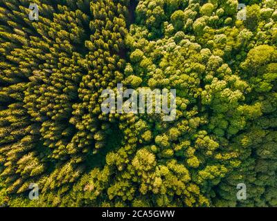 Francia, Puy de Dome, Parco Naturale Regionale dei Vulcani d'Auvergne, Parc naturel r?gional des Volcans d'Auvergne, foresta di conifere e decidua (vista aerea) Foto Stock