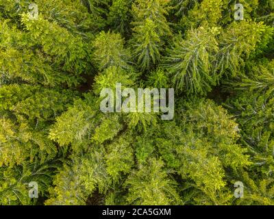 Francia, Puy de Dome, Parco Naturale Regionale dei Vulcani d'Alvernia, Parc naturel r?gional des Volcans d'Auvergne, foresta di conifere (vista aerea) Foto Stock