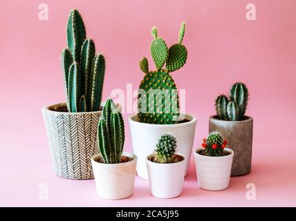 Varie piante di Cactus / Cactus in cemento e piantatrici bianche, isolate su sfondo colorato color pastello rosa. Foto Stock