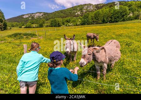 Francia, Isere, Parco Regionale del Vercors, Lans en Vercors, bambini conoscere asini nel prato Foto Stock