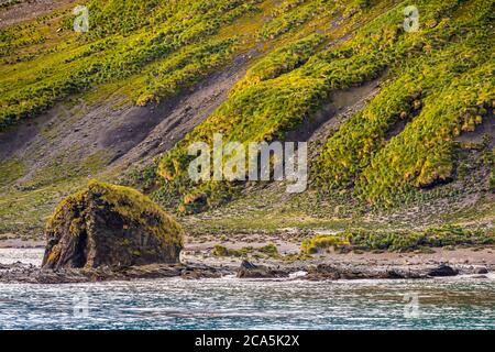 Antartide, Isola della Georgia del Sud (territorio britannico d'oltremare), Porto dell'Oro, colonia di Pinguini d'Oro o Penguins maccheroni (Eudyptes chrysolophus) Foto Stock