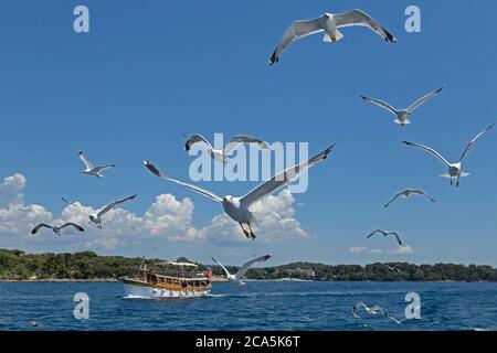 Gabbiani a zampe gialle (Larus michahellis) in volo, vicino a Rovigno, Istria, Croazia Foto Stock