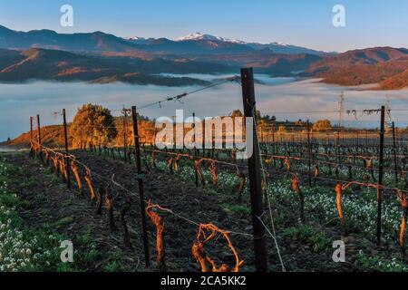 Francia, Aude, Antugnac, vigneto, vigneto paesaggio sotto la nebbia mattutina Foto Stock