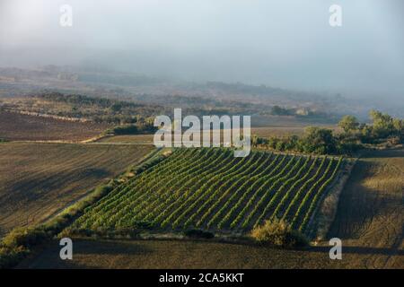 Francia, Aude, Antugnac, vigneto, vigneto paesaggio sotto la nebbia mattutina Foto Stock