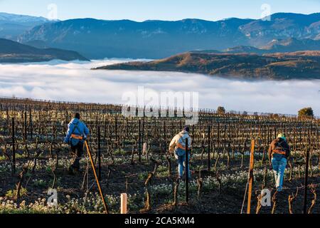 Francia, Aude, Antugnac, vigneto, paesaggio viticolo e attività viticola, luogo di vita raccolto Foto Stock