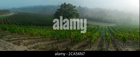 Francia, Aude, Antugnac, vigneto, vigneto paesaggio sotto la nebbia mattutina Foto Stock