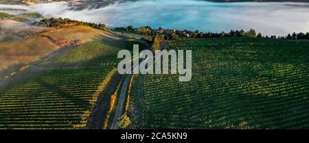 Francia, Aude, Antugnac, vigneto, vigneto paesaggio sotto la nebbia mattutina Foto Stock