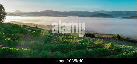 Francia, Aude, Antugnac, vigneto, vigneto paesaggio sotto la nebbia mattutina Foto Stock