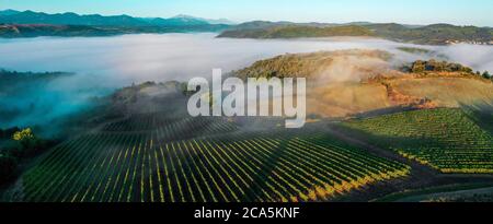 Francia, Aude, Antugnac, vigneto, vigneto paesaggio sotto la nebbia mattutina Foto Stock