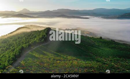 Francia, Aude, Antugnac, vigneto, vigneto paesaggio sotto la nebbia mattutina Foto Stock