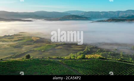 Francia, Aude, Antugnac, vigneto, vigneto paesaggio sotto la nebbia mattutina Foto Stock