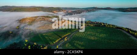 Francia, Aude, Antugnac, vigneto, vigneto paesaggio sotto la nebbia mattutina Foto Stock