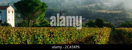 Francia, Aude, Antugnac, vigneto, vigneto paesaggio sotto la nebbia mattutina Foto Stock