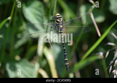 Libellula con anello d'oro appesa a lama d'erba Foto Stock