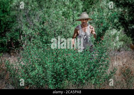 Marocco, Meknes, raccolta a mano della pianta del mirto Foto Stock