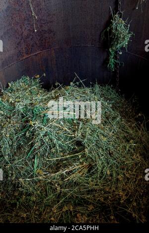 Francia, Tarn, Lavaur, processo di distillazione di impianti Foto Stock