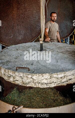 Francia, Tarn, Lavaur, processo di distillazione di impianti Foto Stock