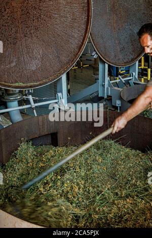 Francia, Tarn, Lavaur, processo di distillazione di impianti Foto Stock