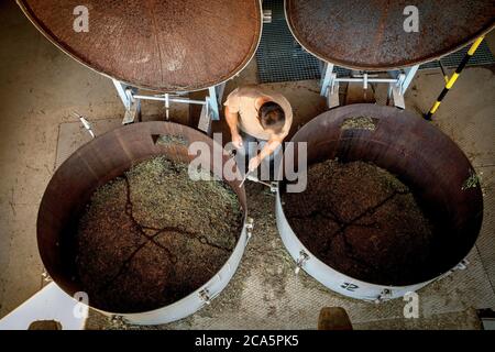 Francia, Tarn, Lavaur, processo di distillazione di impianti Foto Stock