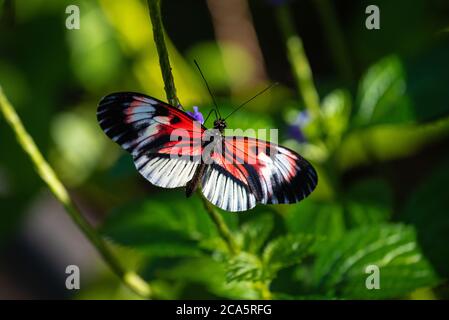 Piano Key Butterfly poggiato su una foglia di una pianta Foto Stock