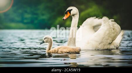 Swan in piedi con ali spalancate su una roccia in acqua blu-verde, cigno bianco su acqua, sfondo scuro, un cigno bianco vela con giovani cigni, guardia. Foto Stock