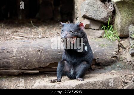Australia, Tasmania, diavolo della Tasmania (Sarcophilus harrisii) pulisce i denti, Devils Cradle Breeding Center, situato vicino al Cradle Mountain National Park Foto Stock