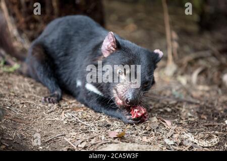 Australia, Tasmania, diavolo della Tasmania (Sarcophilus harrisii) trita la sua preda, Devils Cradle Breeding Center, situato vicino Cradle Mountain National Park Foto Stock