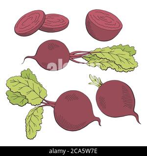 Vettore grafico di illustrazione dello schizzo isolato con colore vegetale con radice di barbabietola Illustrazione Vettoriale