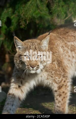 Lynx guarda con occhi predatori dal rifugio, nascosto nella foresta mentre cammina Foto Stock